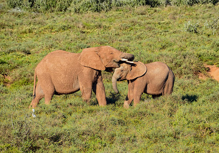 两个年轻的大象在南部非洲热带草图片