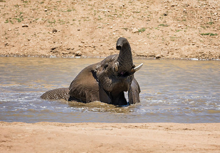 一名非洲大象在纳米比亚一个自来水洞的热图片