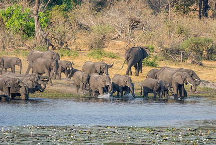 非洲大象群聚集在纳米比亚卡普里维地带的一条河图片
