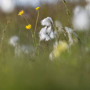 在瑞典群岛奥兰的夏季在沼泽地布花棉图片