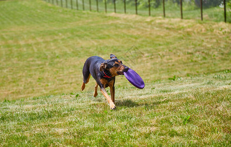 快乐的狗在飞盘玩耍时被抓住在青绿新鲜草坪图片