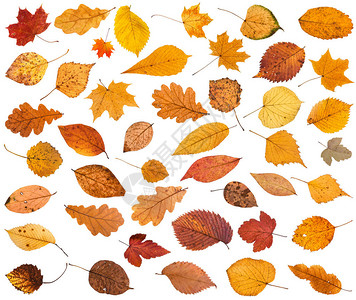 许多干枯的秋天落下的叶子与图片