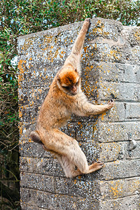 野生雌猕猴的肖像猕猴是英国海外领地最著图片