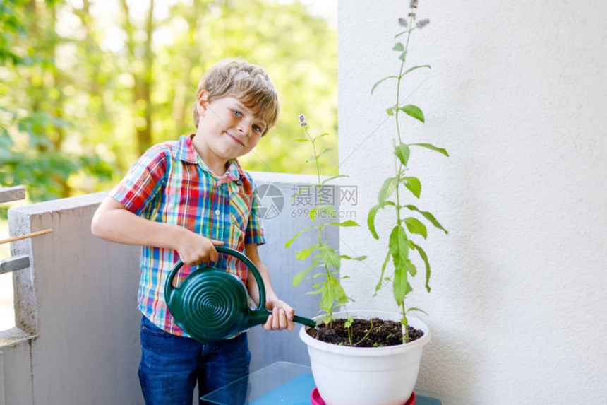 活跃的学龄前儿童男孩在家阳台上用水可以浇水小孩帮助arents种植药草和鲜花快乐图片