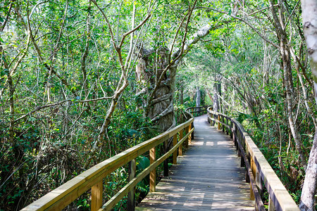 美国Everglades公园的木路小道图片