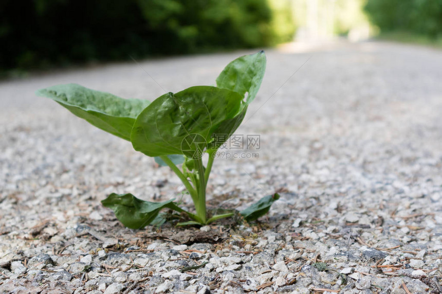 在柏油路上生长的绿色车前草图片