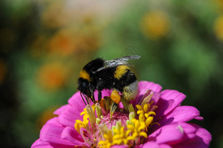夏日花园里的蜜蜂花图片