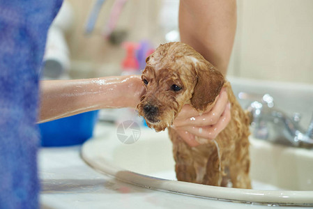 湿小狗洗澡的特写镜头洗小狗图片
