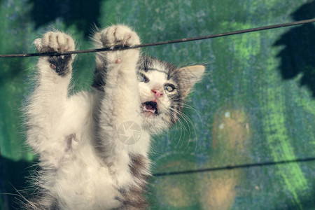 美丽的小猫挂在电线上定调子图片