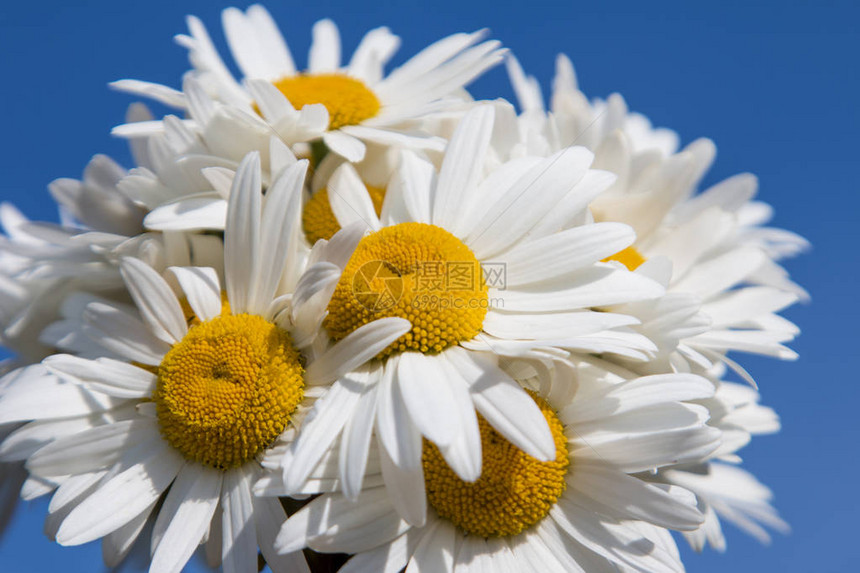 大自然中白色雏菊的白色新娘花束图片