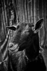 牧羊动物农场图片