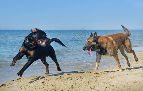 两只快乐的狗在沙滩上玩耍图片