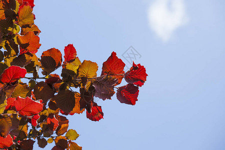 印度夏季色彩的秋天红叶背景图片