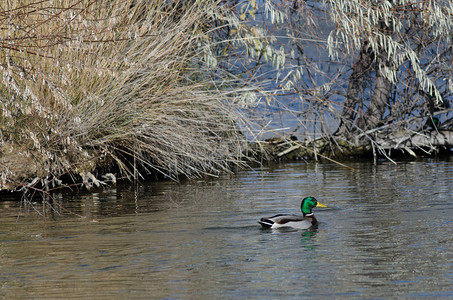 野鸭在秋天的池塘里游泳图片