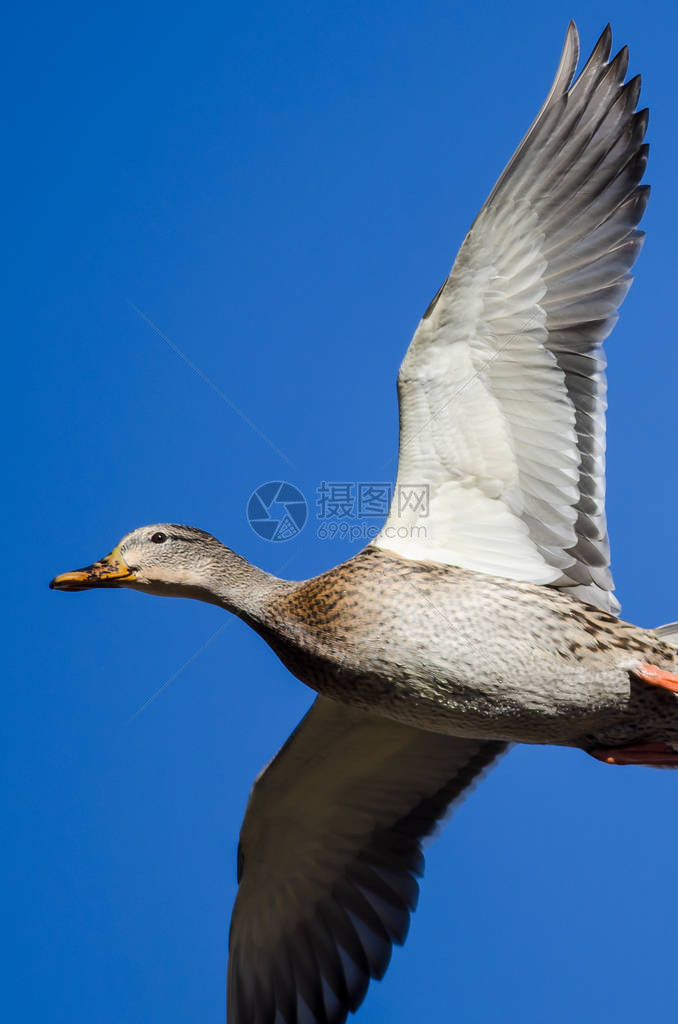 蓝的天空中飞翔的野鸭图片