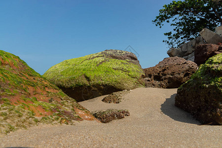 蓝天沙滩上岩石上的绿藻图片