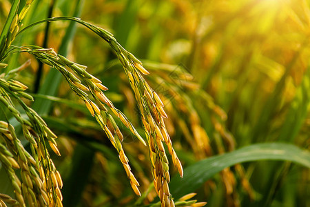 关闭与阳光的水稻种子图片