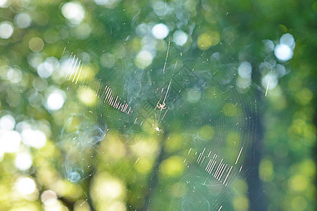橡树林里的蜘蛛网图片