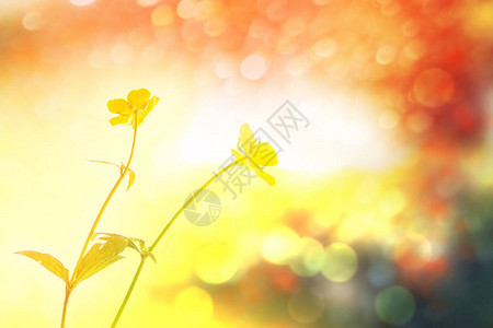 明亮的黄色花朵在背景图片