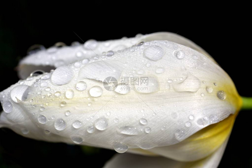 白色郁金香上的水滴图片
