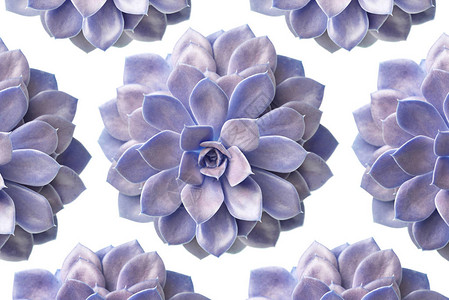 白色上隔离的紫succulent植物模图片