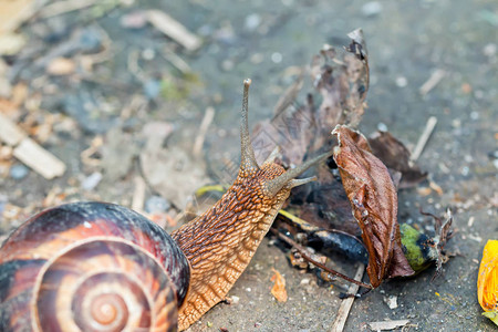 长棕褐色大蜗牛圆壳有条纹和长图片