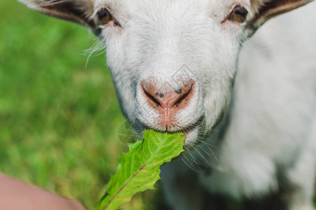 一只小白山羊在绿色的草地上吃草图片