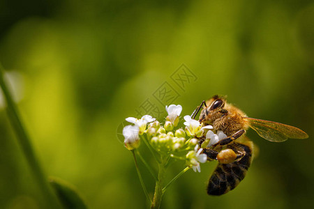 蜜蜂在白花上采集花粉背景图片
