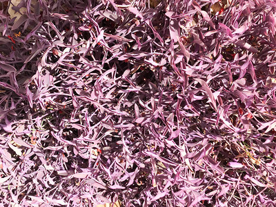 美丽的彩色紫罗兰的纹理是埃及一棵植物的鲜亮图片