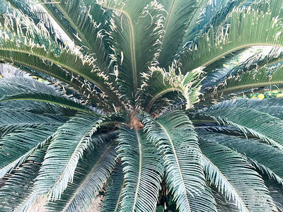 绿色大美丽异国情调的毛茸的热带沙漠棕榈图片