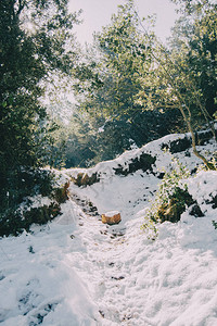 在阳光下的大自然中的雪景图片