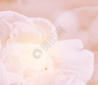 甜玫瑰花背景的图片