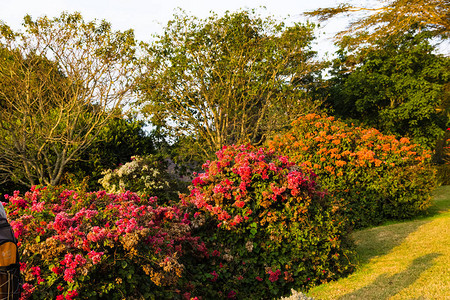 肯尼亚阿伯达雷市Rhododend图片