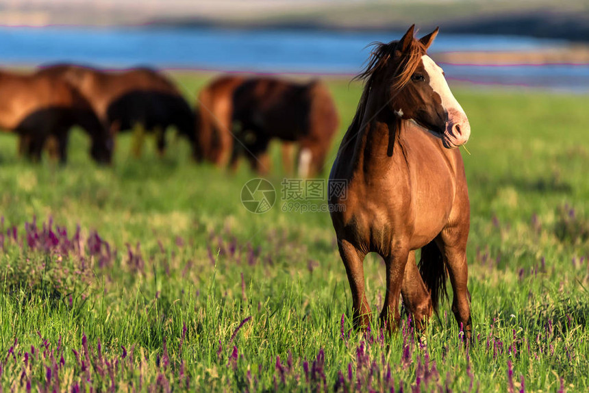 在晴朗的天气里野马在田野上的美丽形象图片