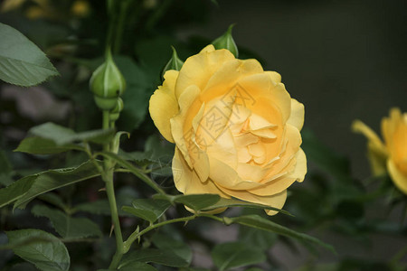 夏花美丽的黄玫瑰图片