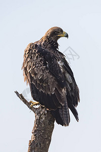 树桩上的黄褐色鹰转头背景图片