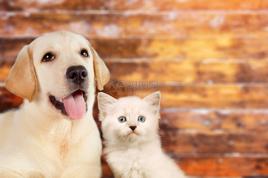 猫和狗一起尼娃化妆小猫金色图片