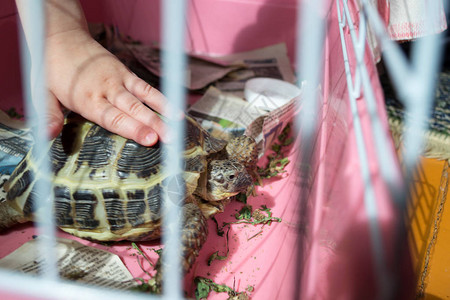 在笼子里的乌龟一只乌龟图片