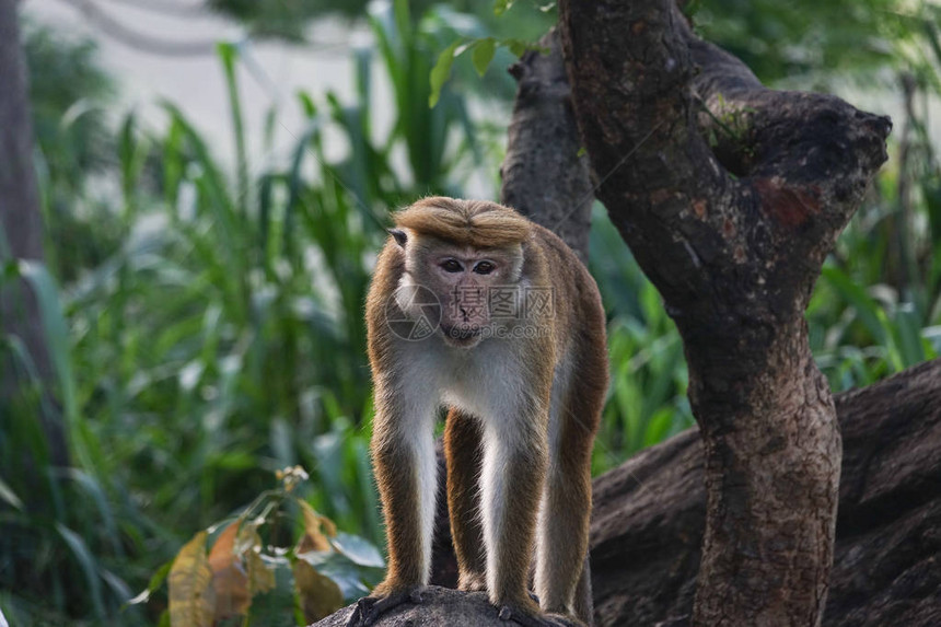 猴子的肖像站在丛图片