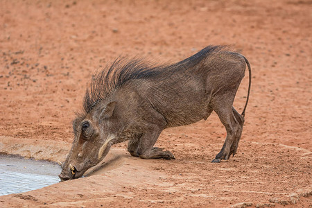 在南部非洲热带草原从水洞中饮用幼猪W图片