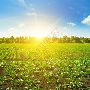 绿色甜菜田和蓝色天空的阳光农业景观图片