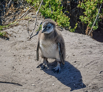 南部非洲海滩上的非洲企鹅小鸡图片