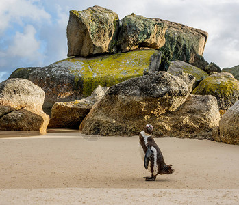 非洲企鹅在南部非洲海滩上站图片