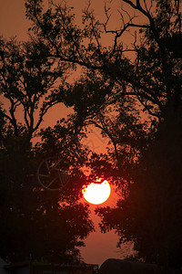 树枝和日落的剪影图片