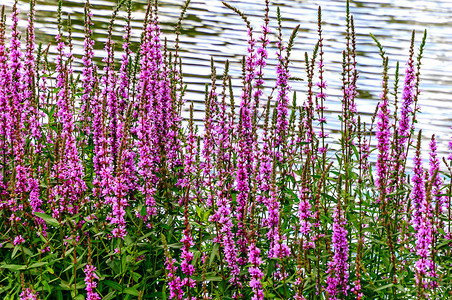 黑白湿地常年紫花Lythrumsalica图片