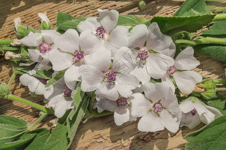 野花Althaeaofficinalis沼泽的草地鲜花图片