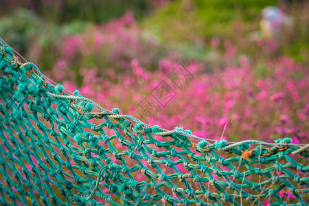 种植草原的粉红海节叶种植草地图片