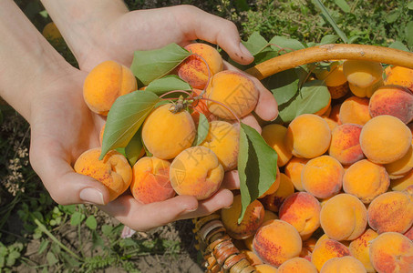 新鲜的杏子在一个女人的手中农艺师检图片