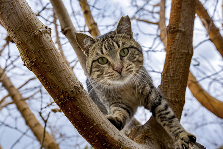 可爱的流浪猫图片