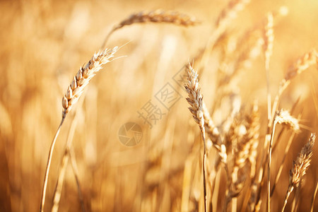 麦田阳光下的田园风光成熟小麦的背景丰收图片